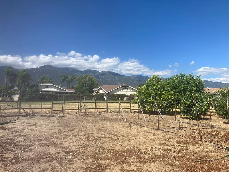view of mountains across north yard, showing some of the fruit trees - 6931 Amethyst Ave