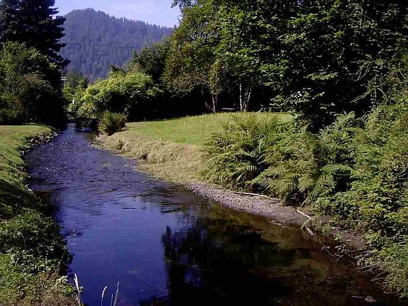 stream bank