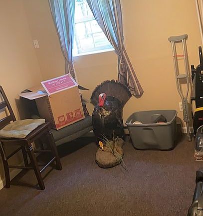 lower level bedroom 2