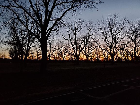 Pecan orchard at sunset