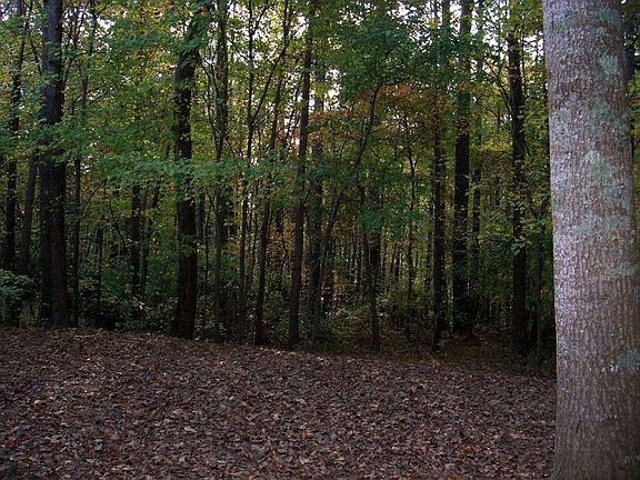 Private Wooded backyard