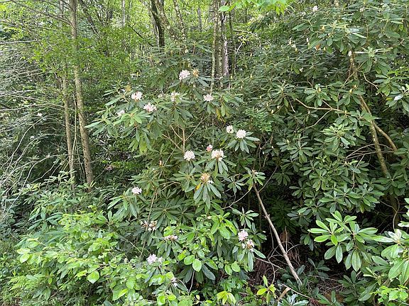 3rd image of 0 West Rd