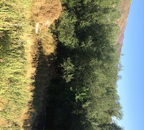2nd image of 1440 E Daniel Dr