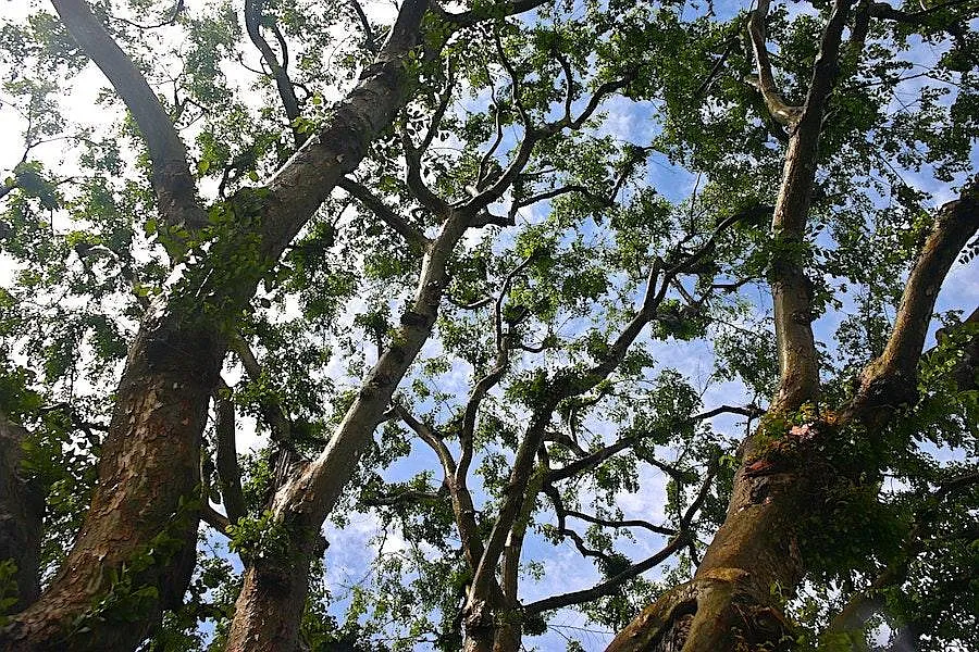 Tree canopy