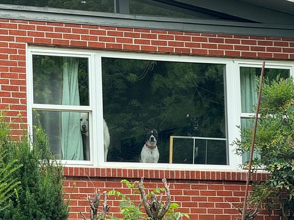 front picture windows - there are stairs out-front to get up to the front door