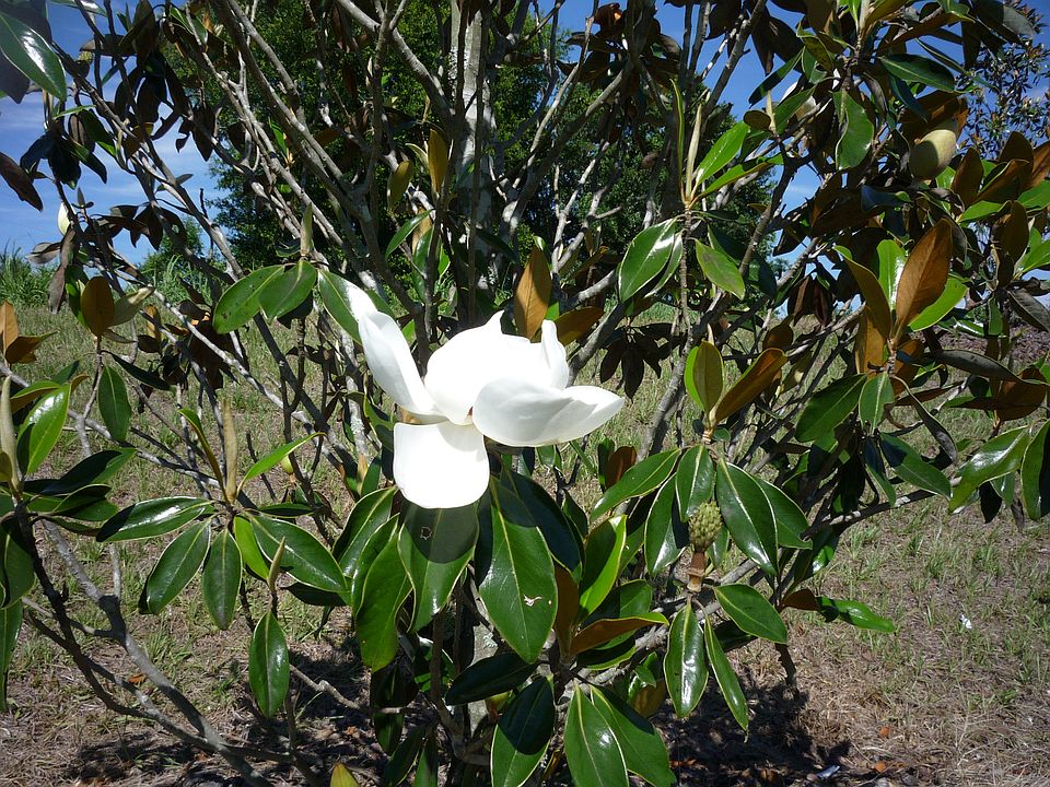 Stop and smell the magnolias