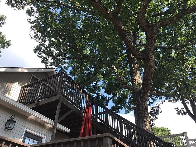 Amazing location nestled in the treetops with city skyline v