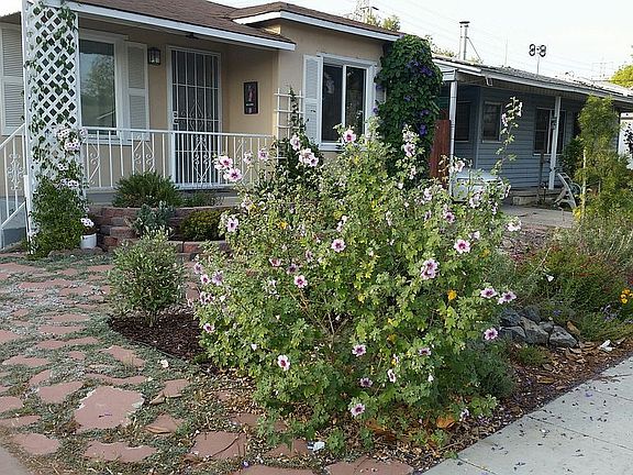 Drought tolerant