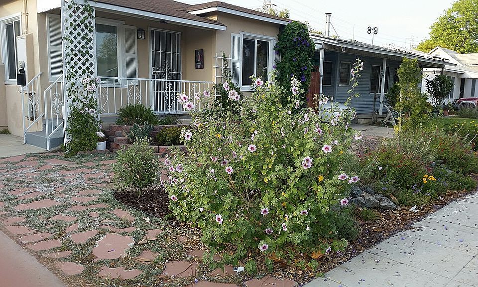 Drought tolerant
