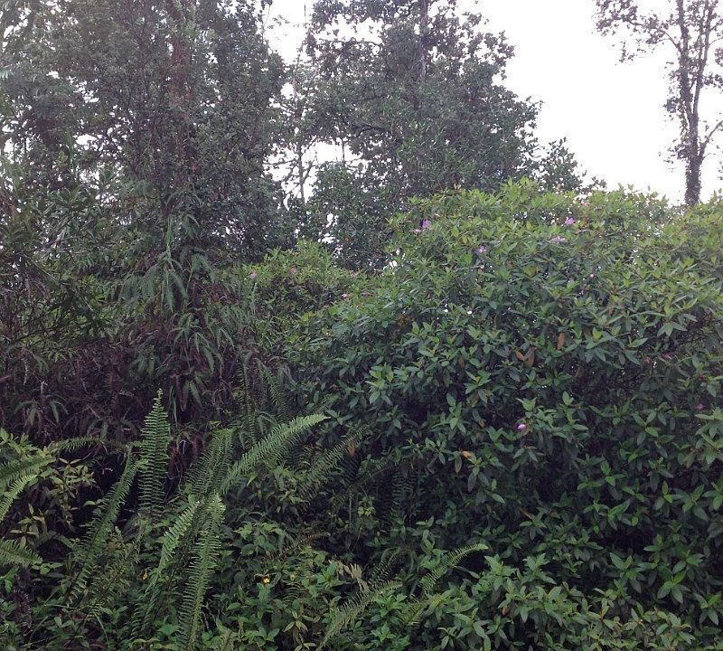 1st image of Silveroak Dr Lot 26