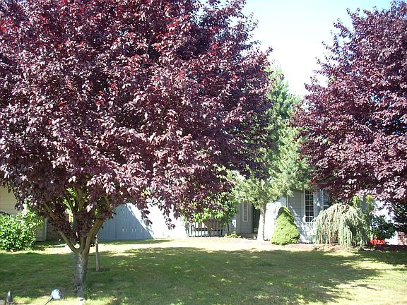 Front yard