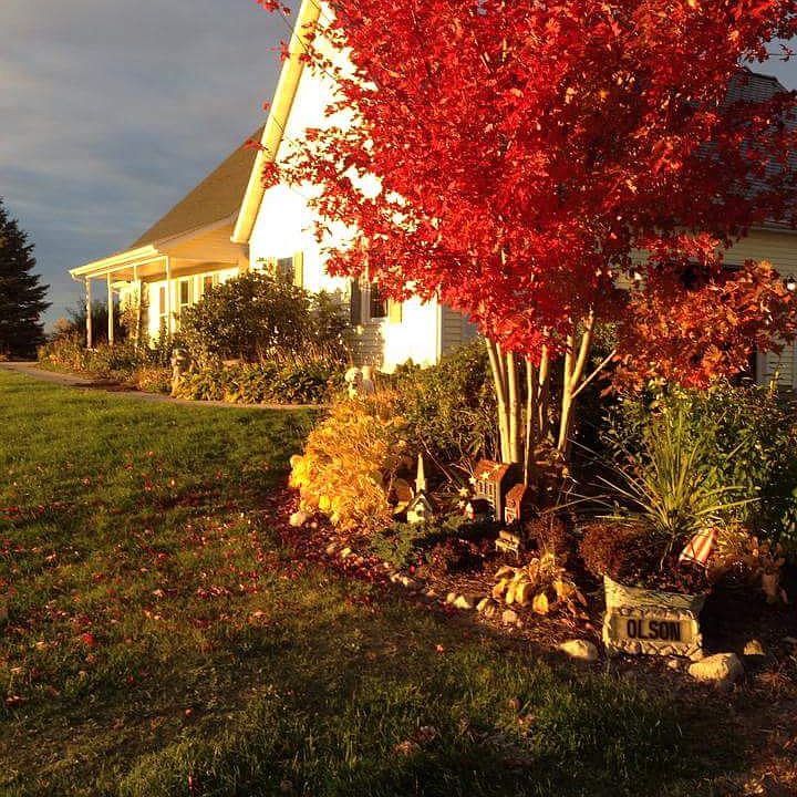 Driveway is lined with Maple