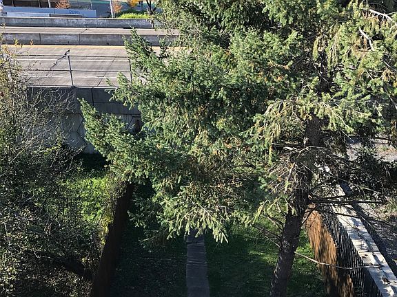 Large Fenced-In Backyard 50ft x 25ft