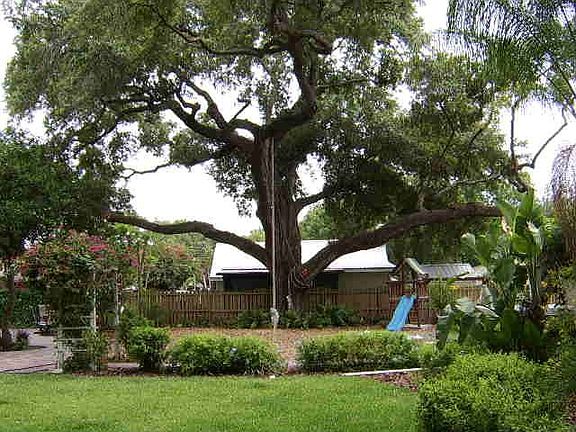 GRANDFATHER OAK