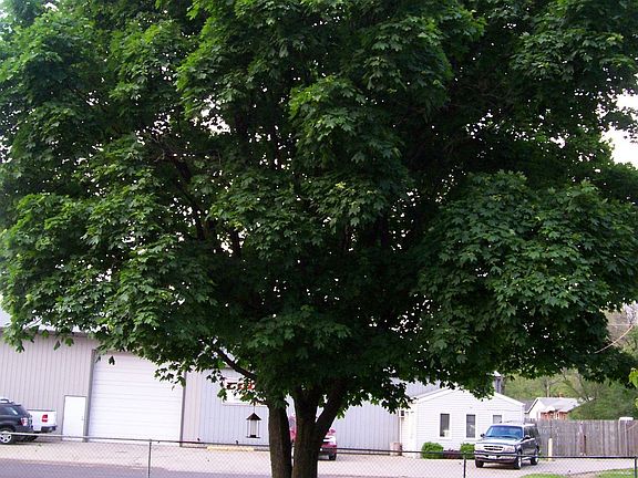 large tree in side yard