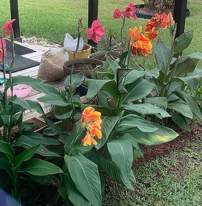 Flower bed