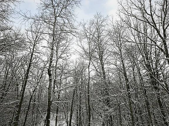 2nd image of LOT 8 Pierce Homestead Rd