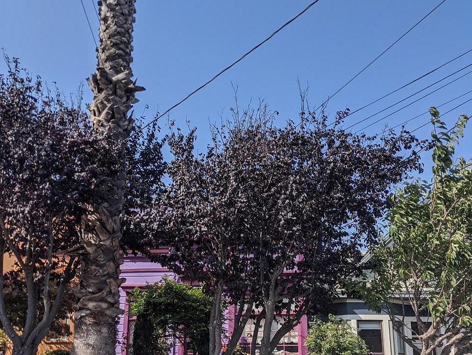 From of house with huge palm tree