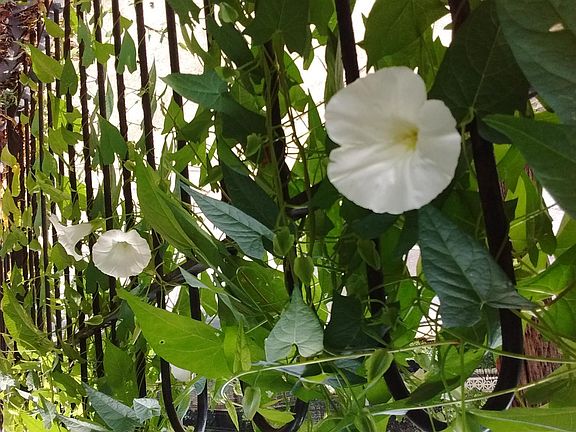 Morning glories in front garden, with flowering dogwood and