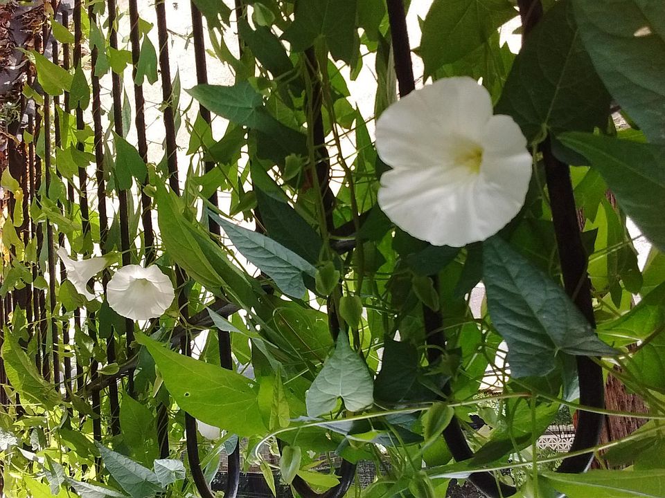 Morning glories in front garden, with flowering dogwood and