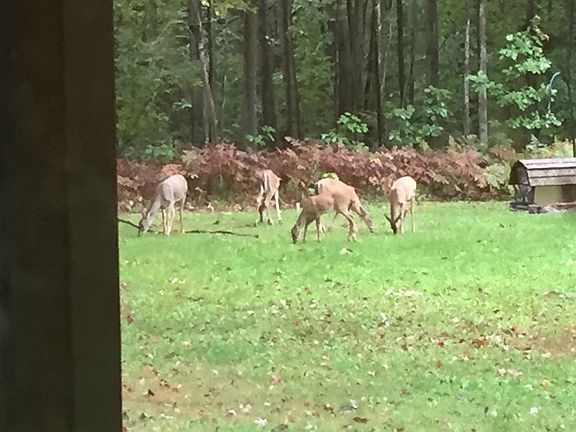 Here are all the deer that just hang out in your backyard.