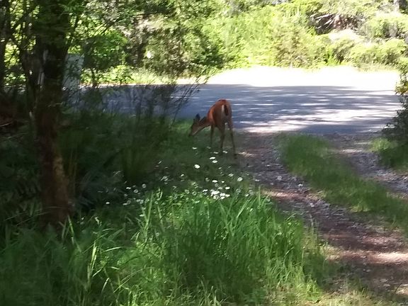 Wildlife
