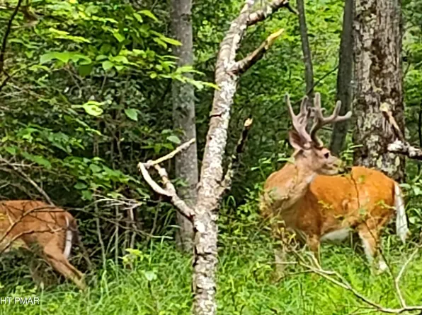 Sir Bradford Rd #34, Pocono Lake, PA 18347