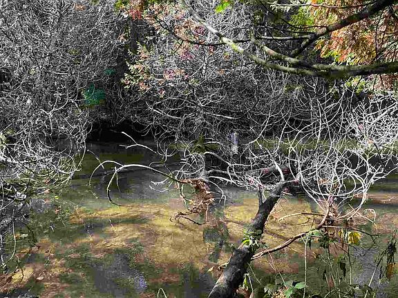4th image of Woodland Shores Dr