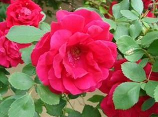 823 Chestnut Ave, Osawatomie, KS 66064