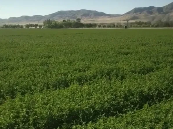 Panoche Rd, Paicines, CA 95043