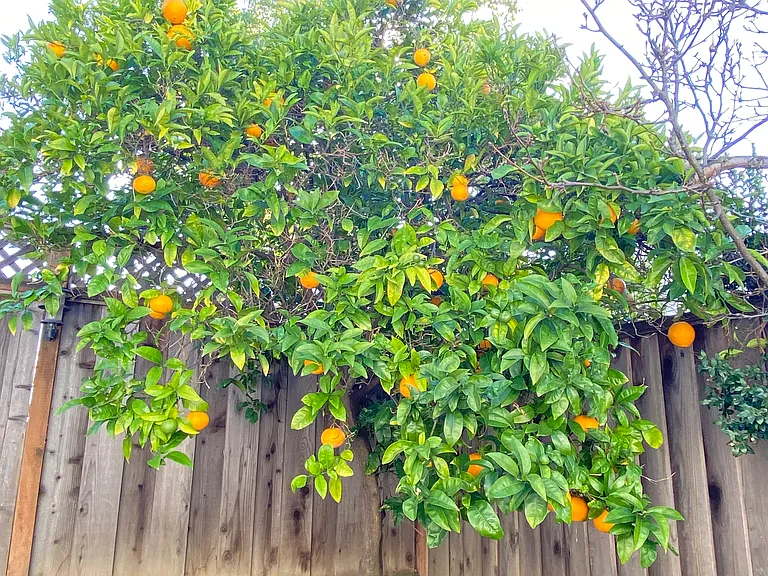 Orange tree in backyard