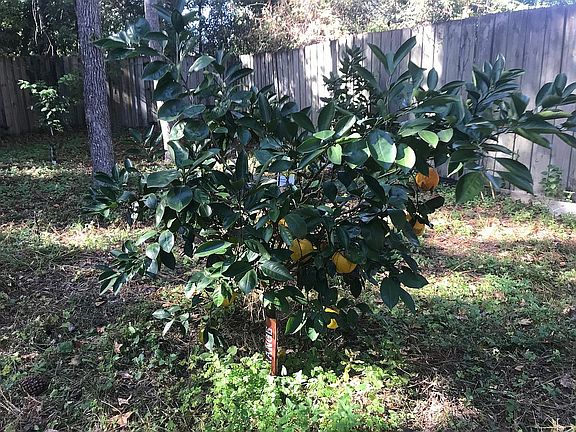 Orange Tree in bloom