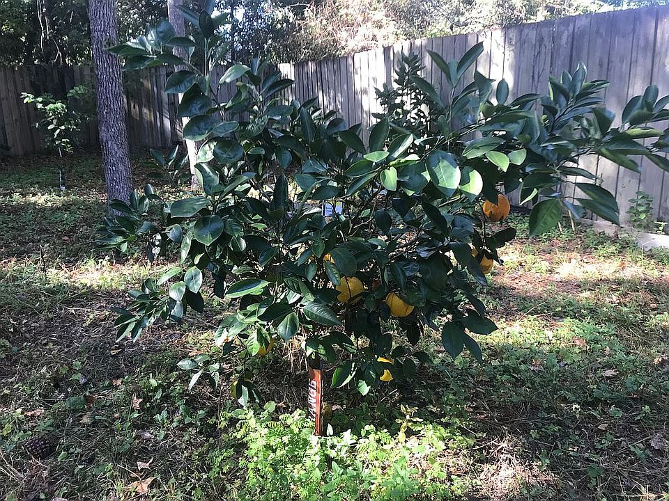 Orange Tree in bloom