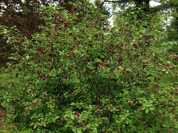 Spring tree in bloom