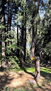 0 Jobs Peak Rd #25, Cedarpines Park, CA, 92322