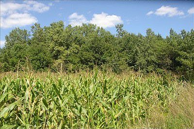 Food Plot for Wildlife