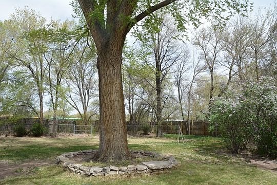 Back yard