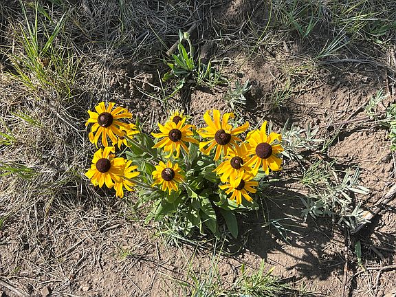 5th image of Forbes Wagon Creek Rnch Lot 143
