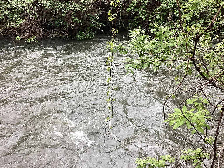 Williams River from deck