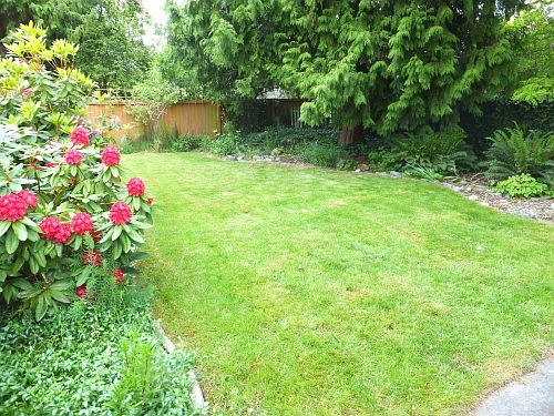 Back Yard 3