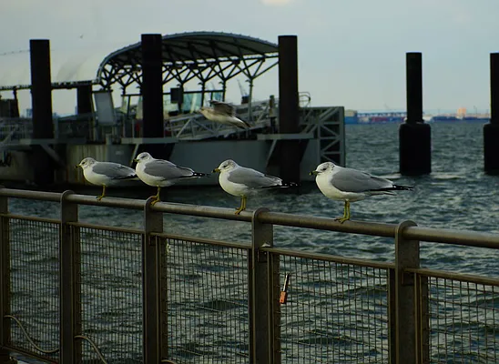 Rented by Norman Raindel, LREB | media 30