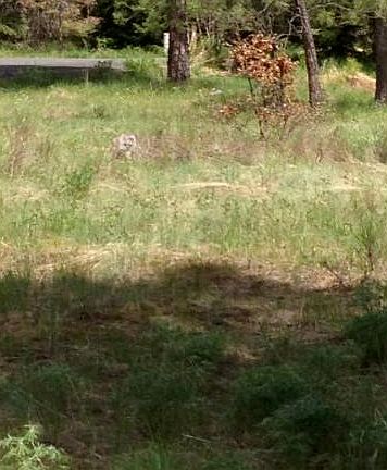 4th image of Greenwood