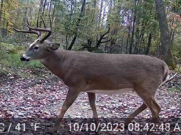 Bucktooth Run Rd W, Little Valley, NY 14755