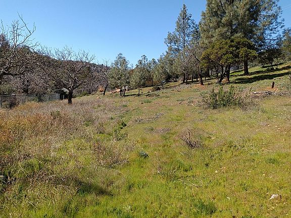 Walnut trees at left.