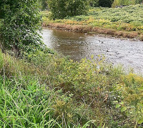 Creek frontage