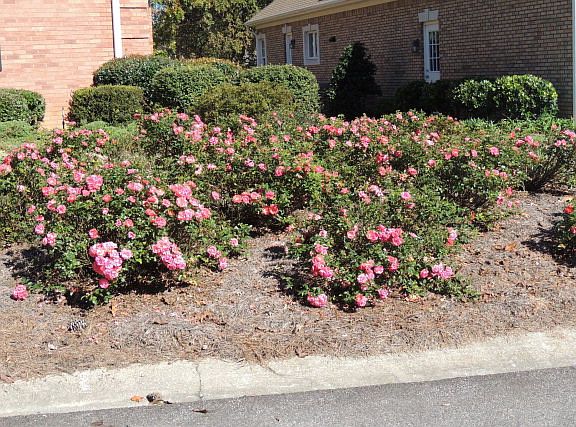 3rd image of 130 Bald Cypress Ct