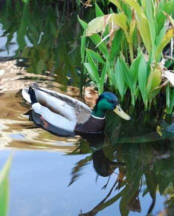 Our semi-resident duck