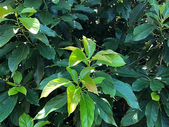 2nd image of Puni Lani Loop S Lot 1723