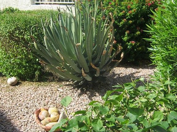 Front yard