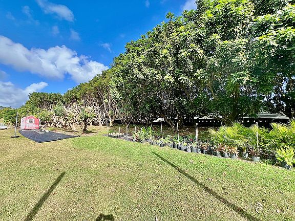 Longan grove and shed